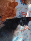 Thea KITTEN