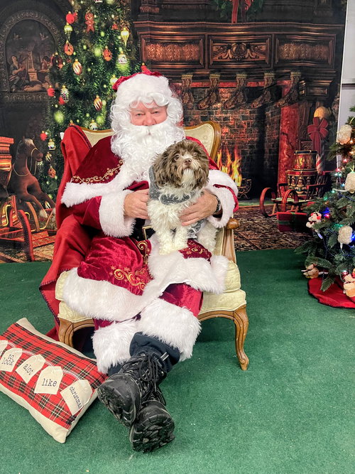 DWIGHT NJ - Havanese available for adoption