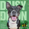 Daisy Dixon - Photo 2