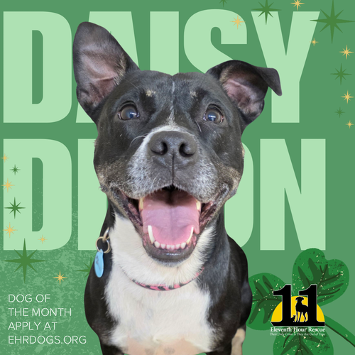 Daisy Dixon