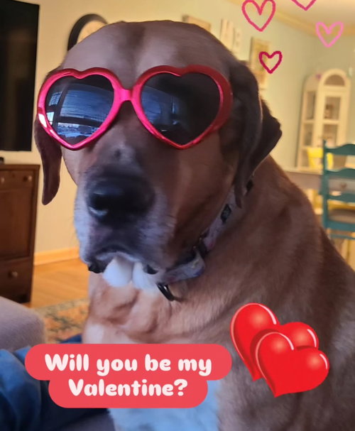 GUNNER DIXON - Hound / Labrador Retriever available for adoption