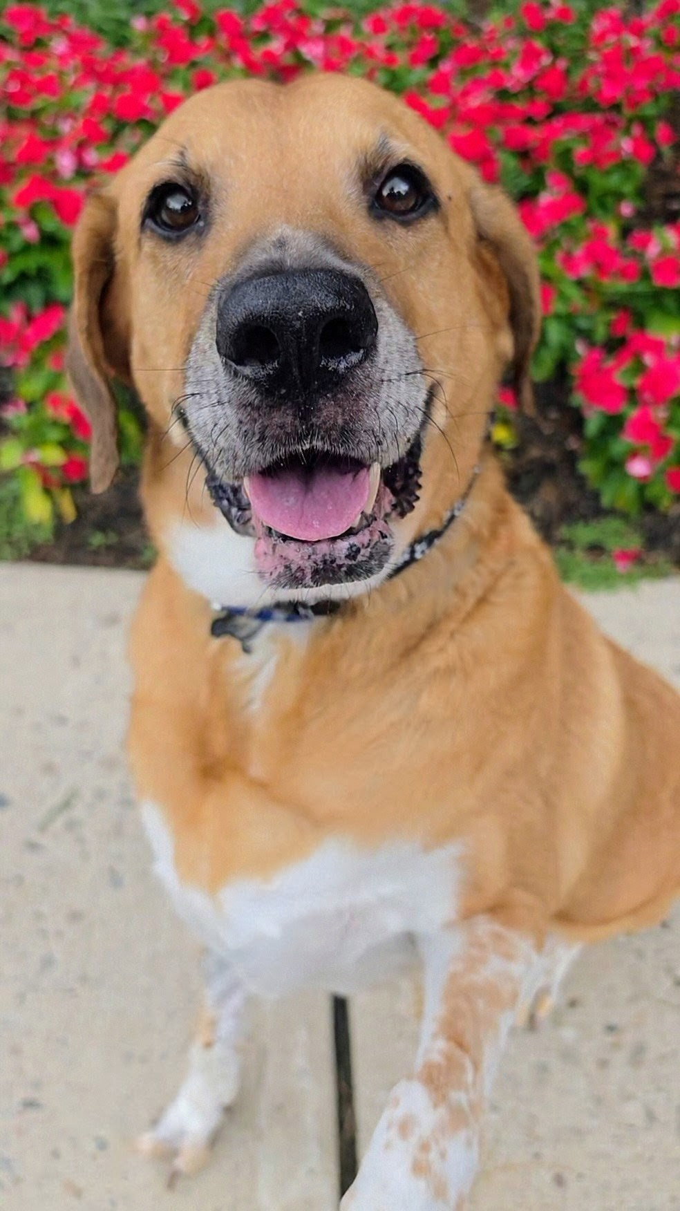 Gunner Dixon, dog