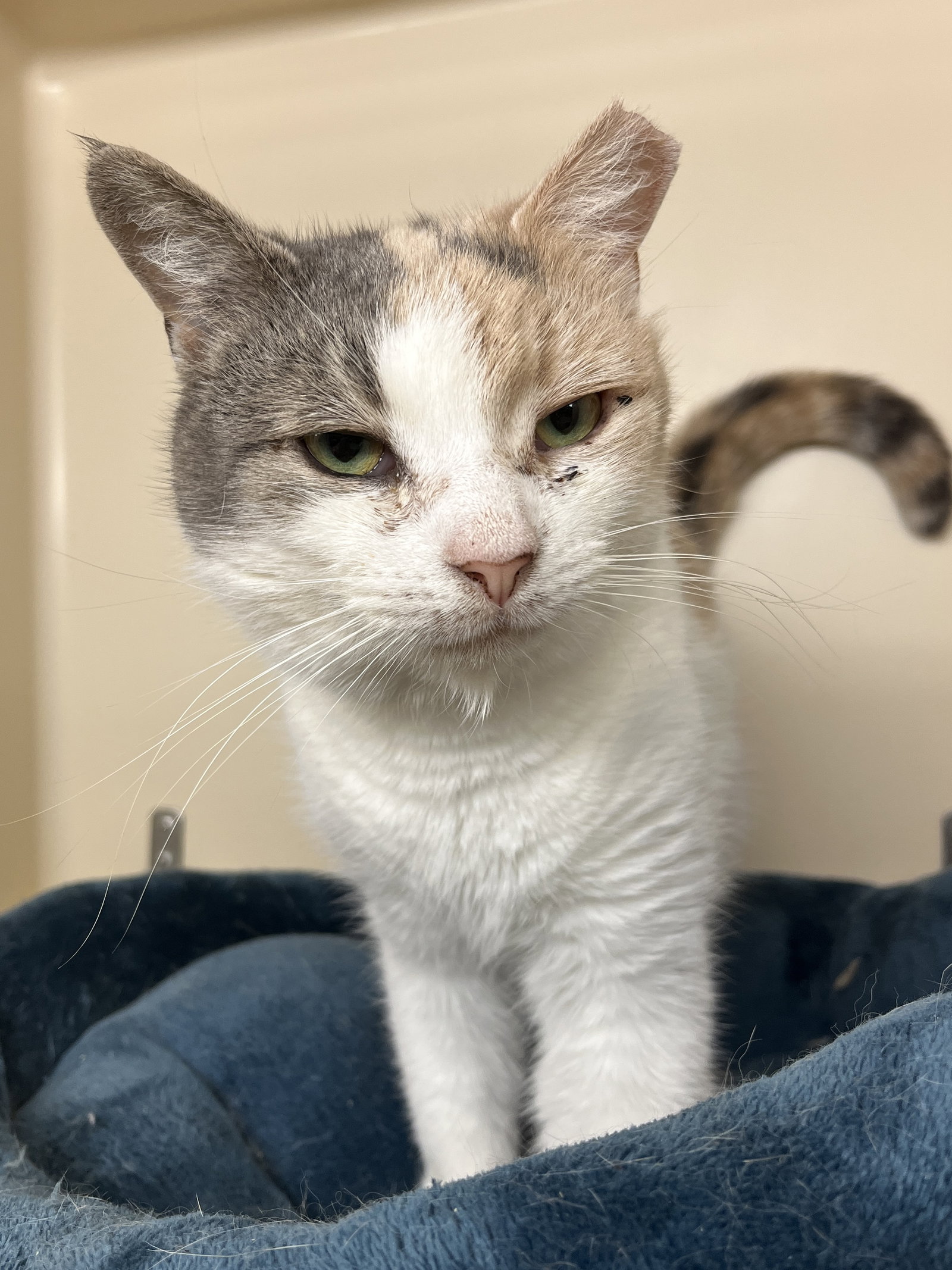 Sabrina Image