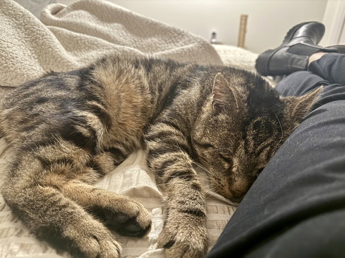 ARNIE RM - Domestic Short Hair available for adoption