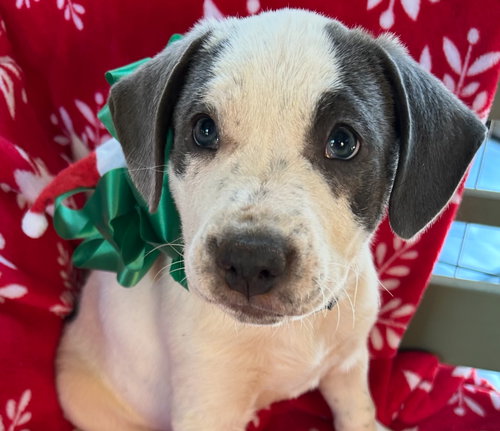 HOLLY'S NUTCRACKER LONESTAR - Labrador Retriever / Terrier available for adoption