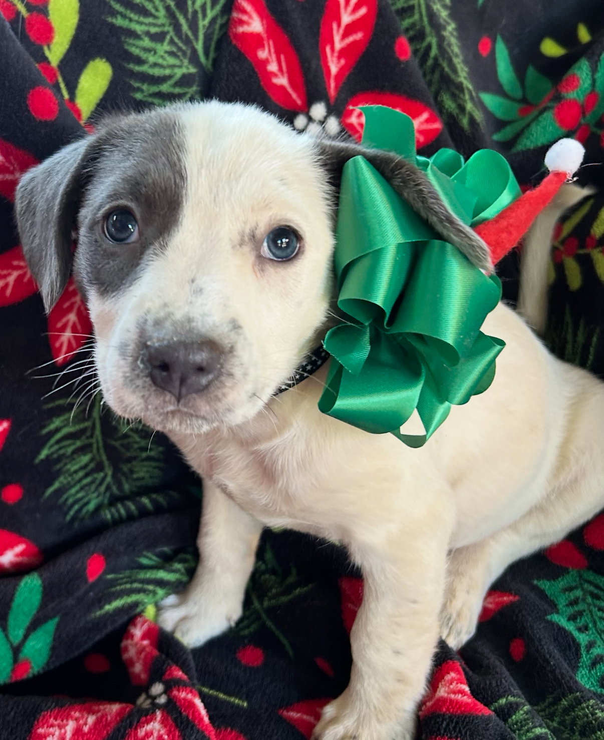 Holly's Mistletoe Lonestar Image