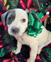 Holly's Mistletoe Lonestar - Photo 1