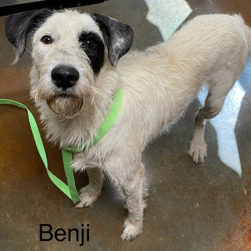 Benji Louisiana