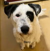 Benji Louisiana