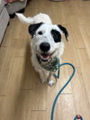 Benji Louisiana - Photo 2