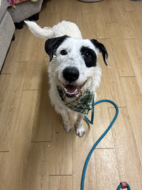 Benji Louisiana