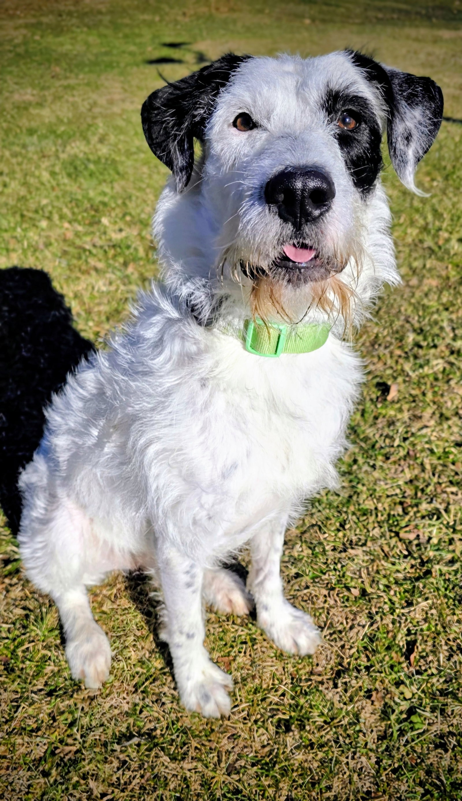 Benji Louisiana Image