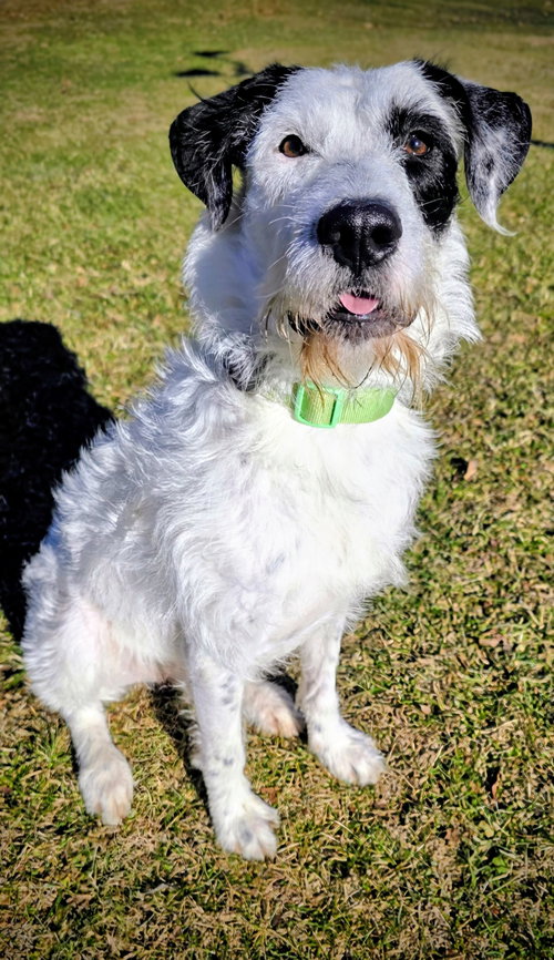 Benji Louisiana