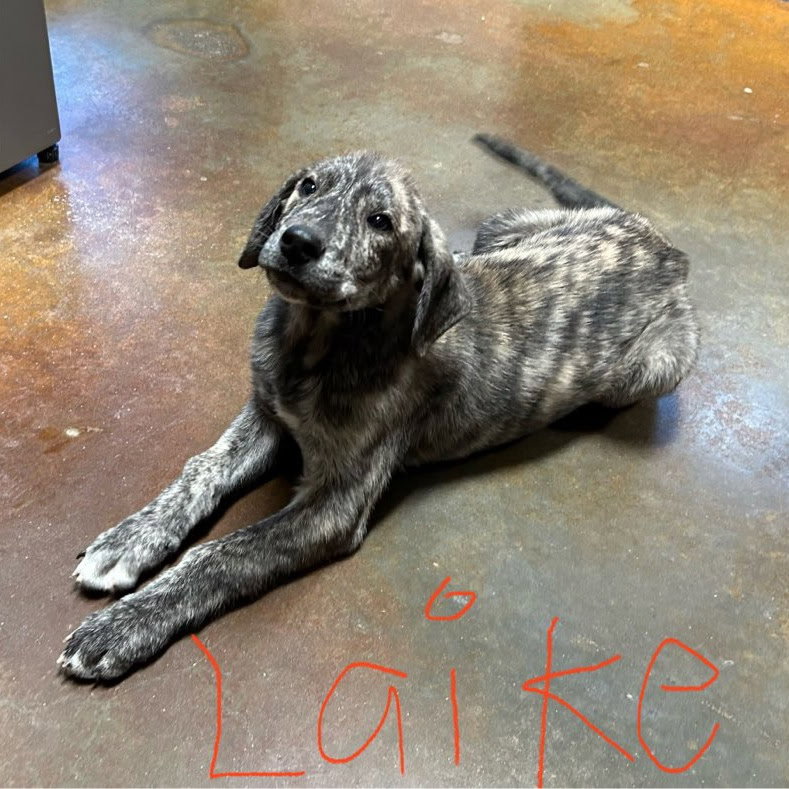 Laike Louisiana Image