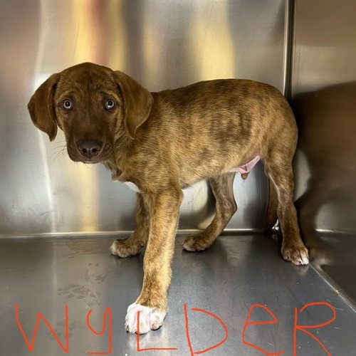 Wyler Louisiana