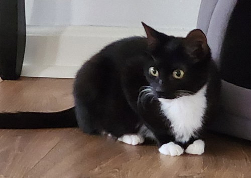 Prince KITTEN