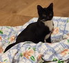 Prince KITTEN