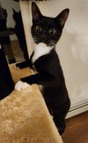 Prince KITTEN