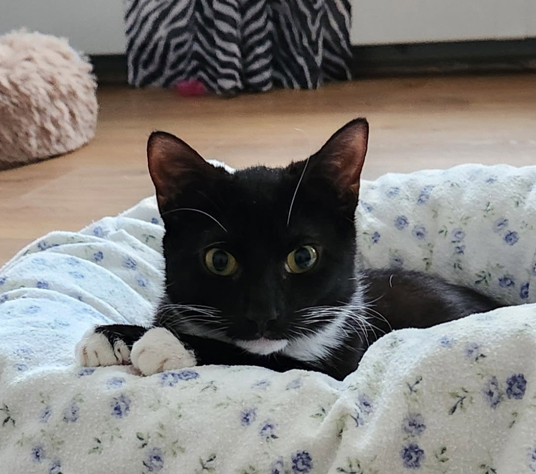 Prince KITTEN Image