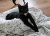 Prince KITTEN - Photo 2