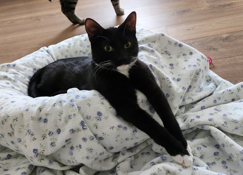 PRINCE KITTEN - Domestic Short Hair available for adoption