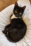 Prince KITTEN - Photo 3