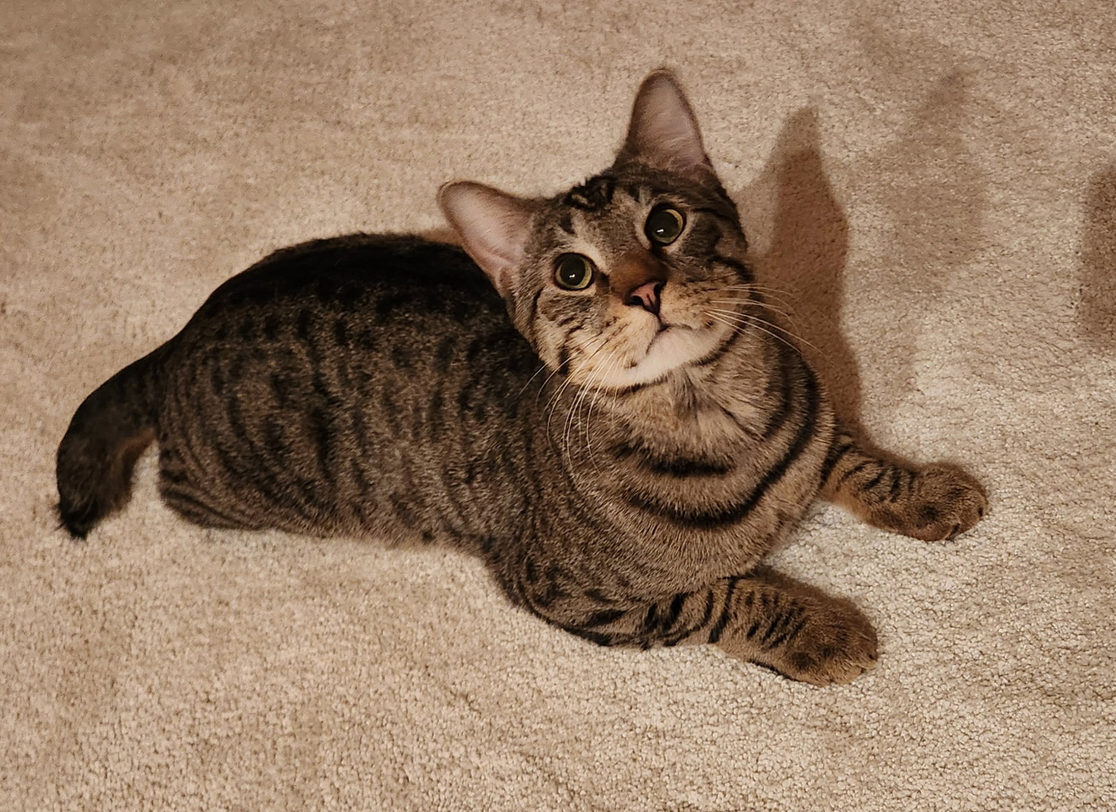 Tiger Image