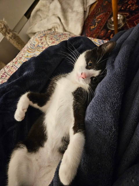 Buddy KITTEN Image