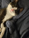 Buddy KITTEN