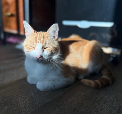 Linus KITTEN