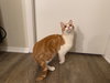 Linus KITTEN