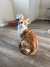 Linus KITTEN