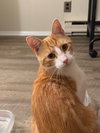 Linus KITTEN