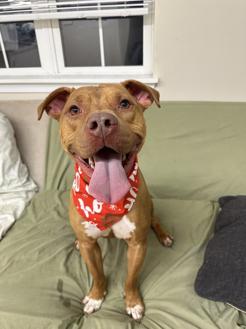 MARBLE ATHENS - Pit Bull Terrier available for adoption