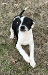 Wobbles Lonestar - Photo 3