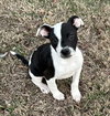 Wobbles Lonestar - Photo 1