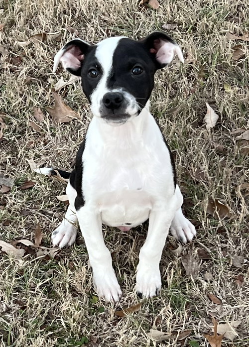 WOBBLES LONESTAR - Terrier available for adoption