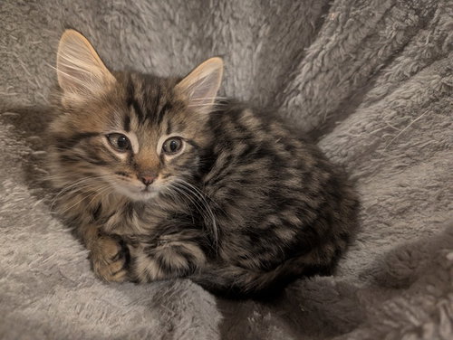 Bonnie's Clawhauser KITTEN