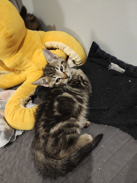 Bonnie's Gary KITTEN