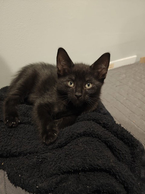 Bonnie's Nick KITTEN