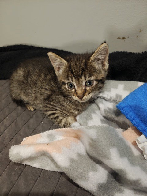 Bonnie's Judy KITTEN Image