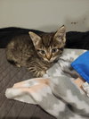 Bonnie's Judy KITTEN - Photo 1