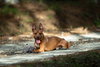 Tater Barkville - Photo 3