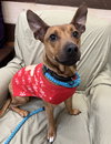 Tater Barkville - Photo 7