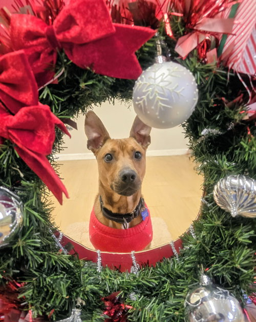 TATER BARKVILLE - Terrier available for adoption