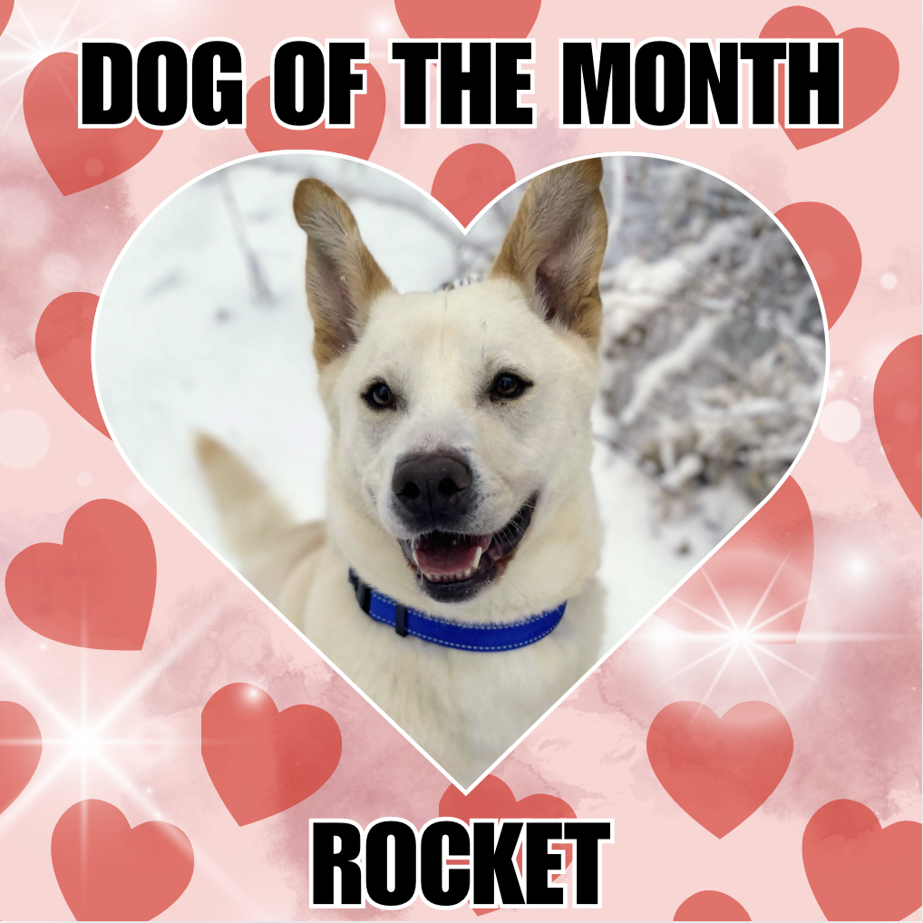 Rocket Dixon Image