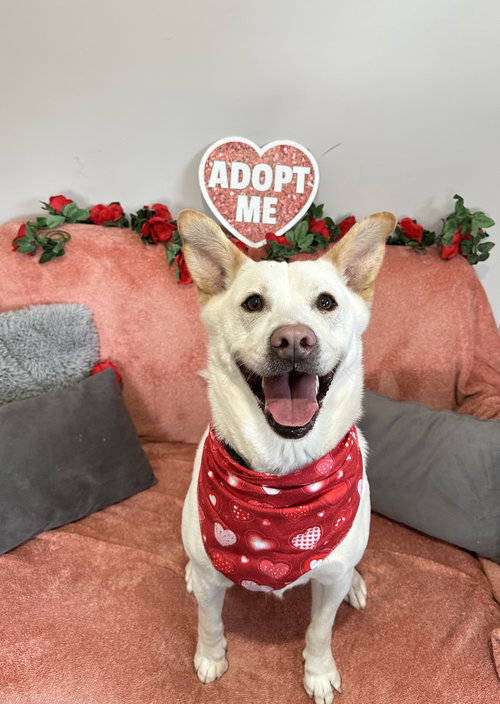 ROCKET DIXON - White German Shepherd available for adoption