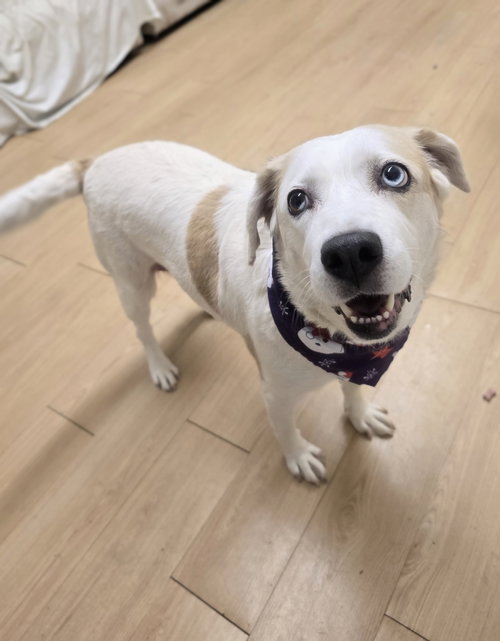 ANNIE DIXON - Labrador Retriever available for adoption