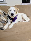 Annie Dixon - Photo 3