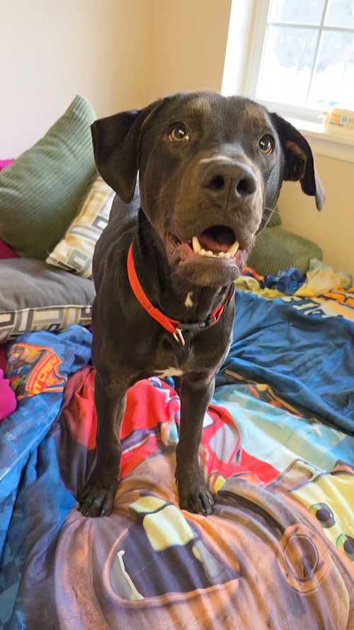 MAX DIXON - Hound / Rottweiler available for adoption